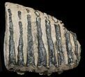 Partial Southern Mammoth Molar - Hungary #45551-2